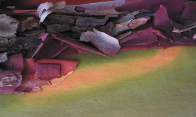 madrone.jpg